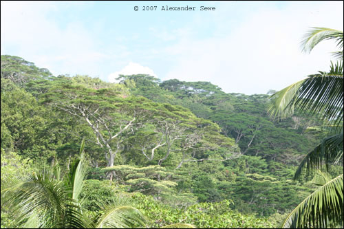 Seychelles rain forest
