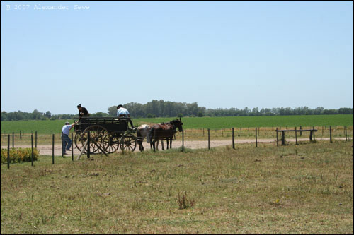 Horse and cart