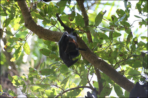 Bat hanging in tree