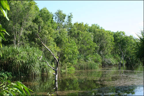 Billabong lake