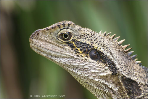 Australian gecko