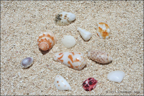 Fiji beach shells in sand