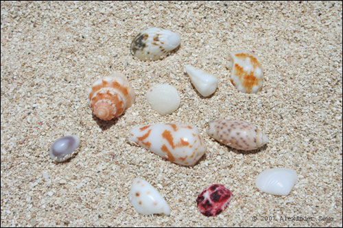 Fiji beach shells in sand