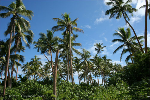 Palm trees in Fiji