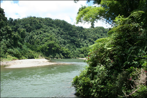 Fiji river and rain forrest