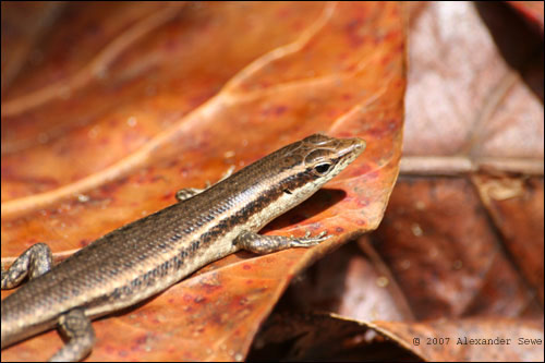 Brown gecko