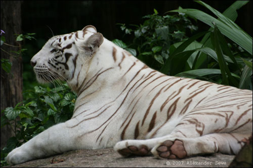 White tiger Singapore zoo