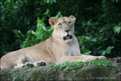 Lion